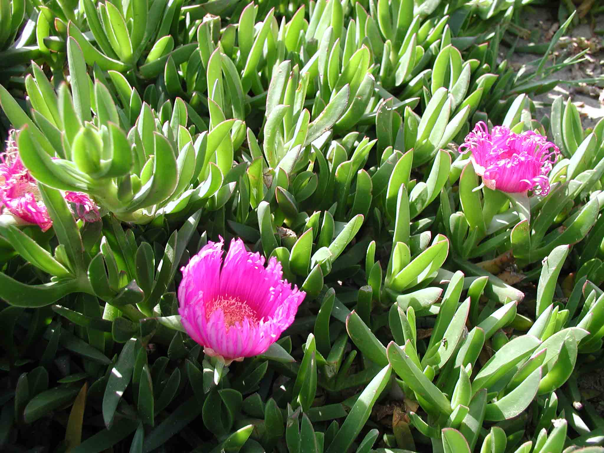 Carpobrotus acinaciformis / Fico degli Ottentotti comune